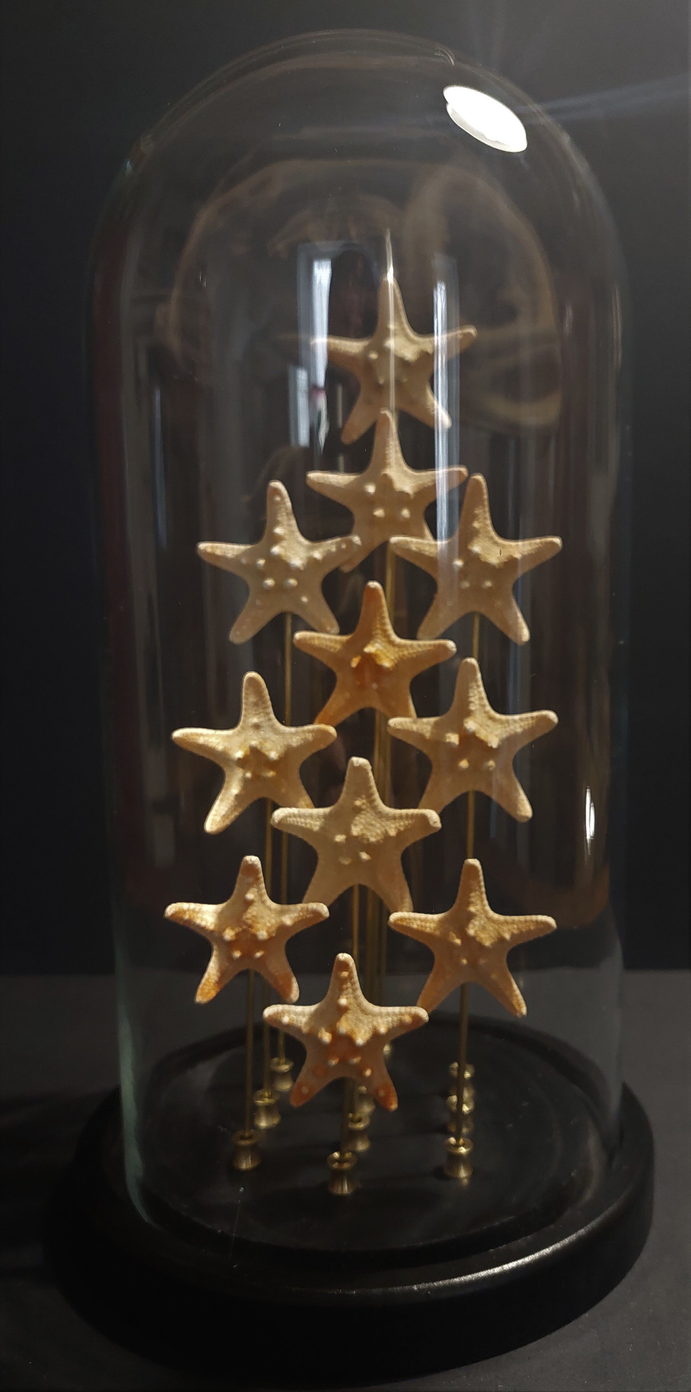 Cabinet of Curiosities starfish globe protoreaster nodosus