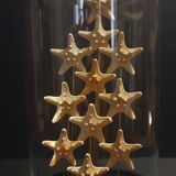 Cabinet of Curiosities starfish globe protoreaster nodosus