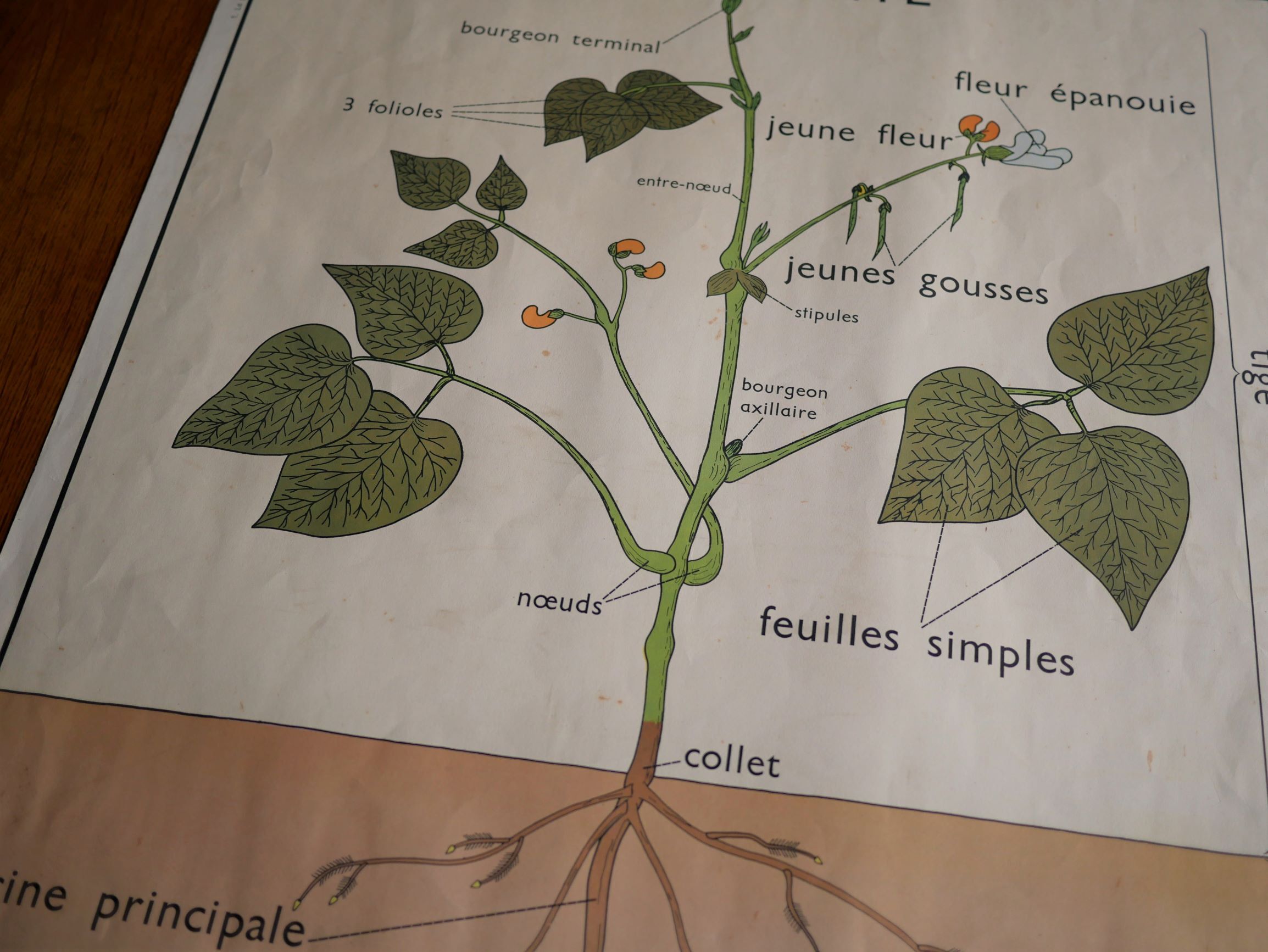 Vintage school botanical poster "La Plante"