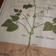 Vintage school botanical poster "La Plante"