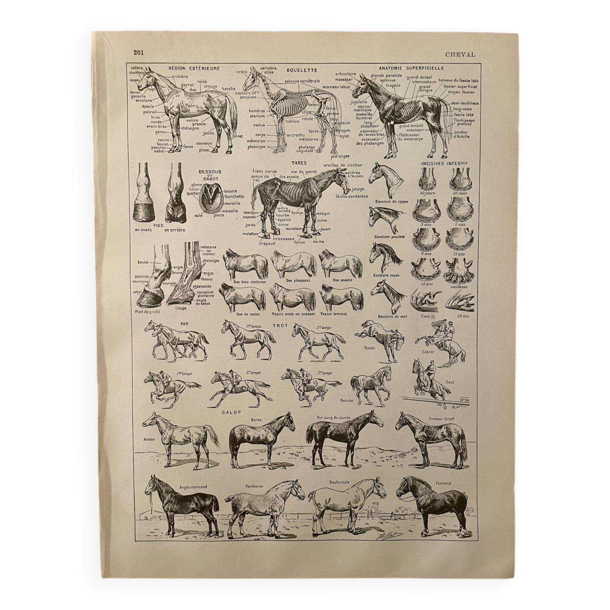 Lithograph on the horse - 1930