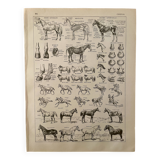 Lithograph on the horse - 1930