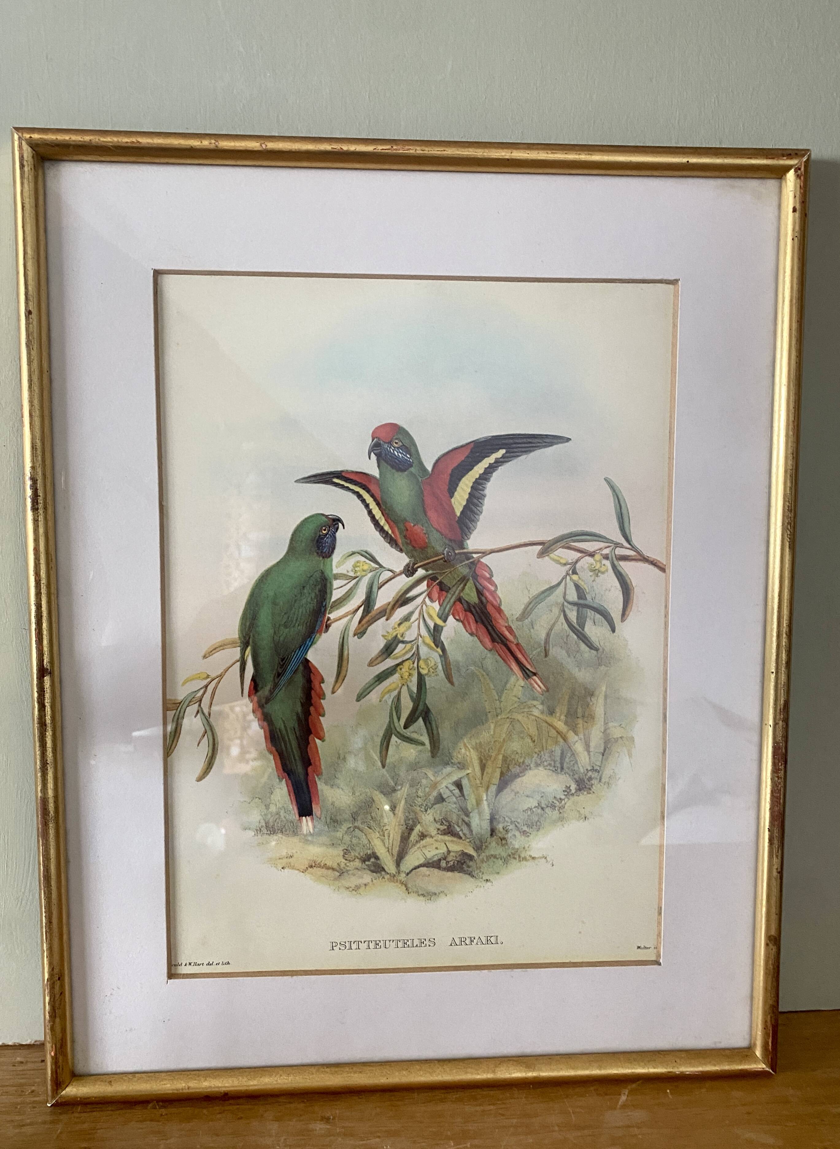 Old poster of birds in its original frame