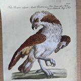 9 illustrations of birds and birds of prey