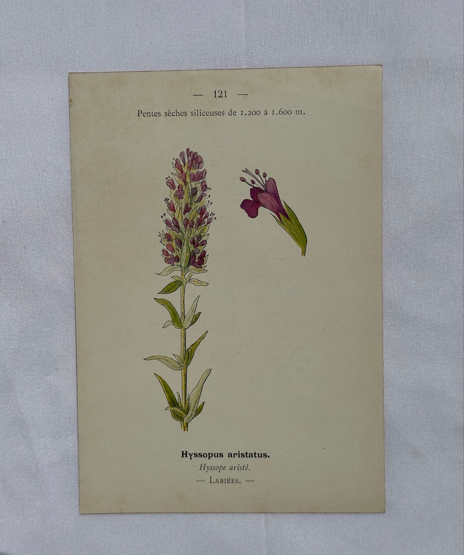 Botanical plate naturalist engraving flower plant double-sided