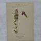 Botanical plate naturalist engraving flower plant double-sided