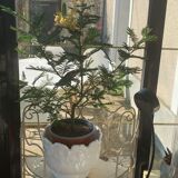 Pot cover in ceramic slurry glazed white floral pattern