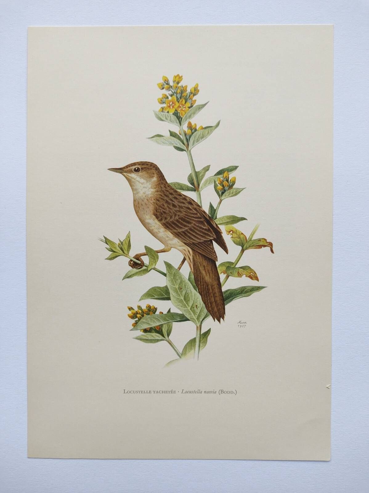 Bird board from the 60s - Locustelle Tachat - Vintage zoological illustration