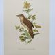 Bird board from the 60s - Locustelle Tachat - Vintage zoological illustration
