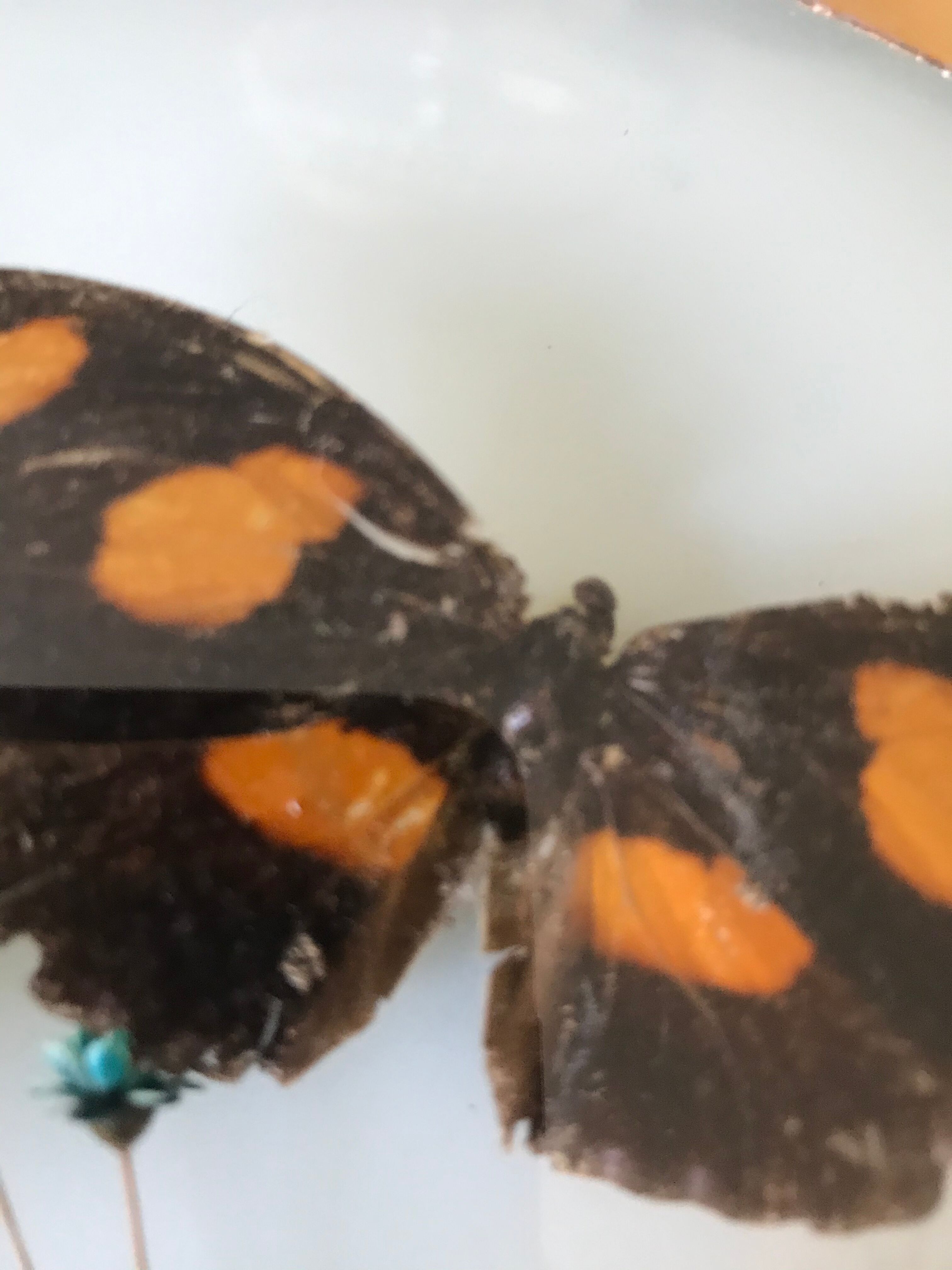 Vintage butterfly frame