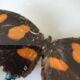 Vintage butterfly frame