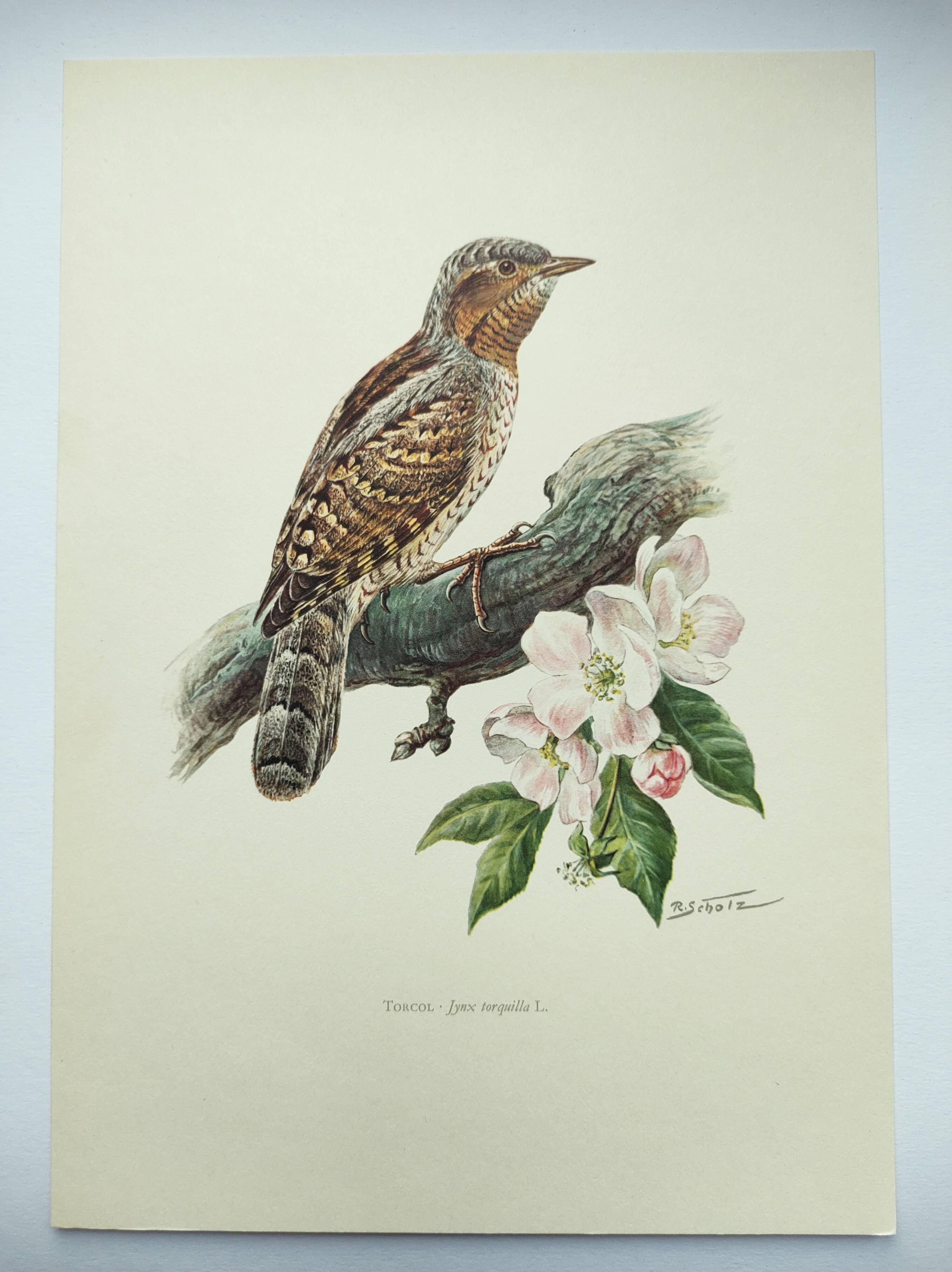 Old bird plate from the 1960s - Wryneck - Natural animal illustration