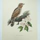 Old bird plate from the 1960s - Wryneck - Natural animal illustration