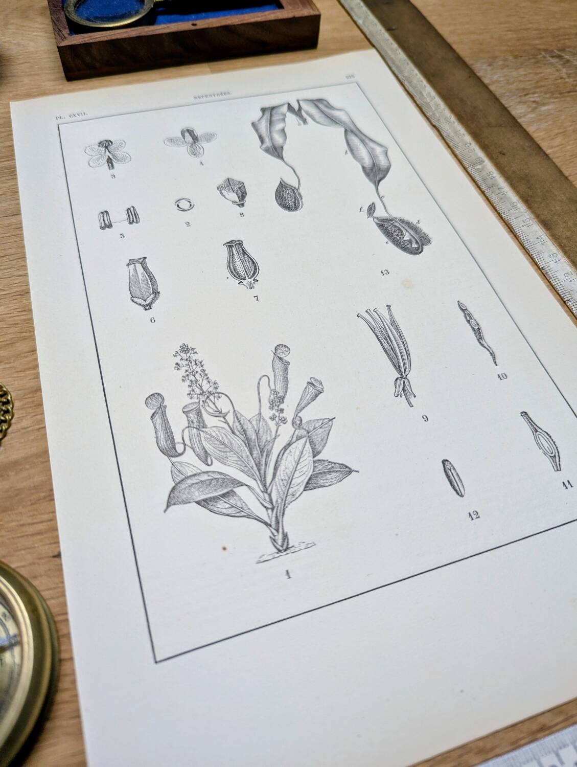 Printed in 1889, the Nepenthes (carnivorous plants).