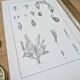 Printed in 1889, the Nepenthes (carnivorous plants).
