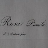 Framed engraving by PJ Redouté