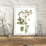 Botanical board la grande Berce