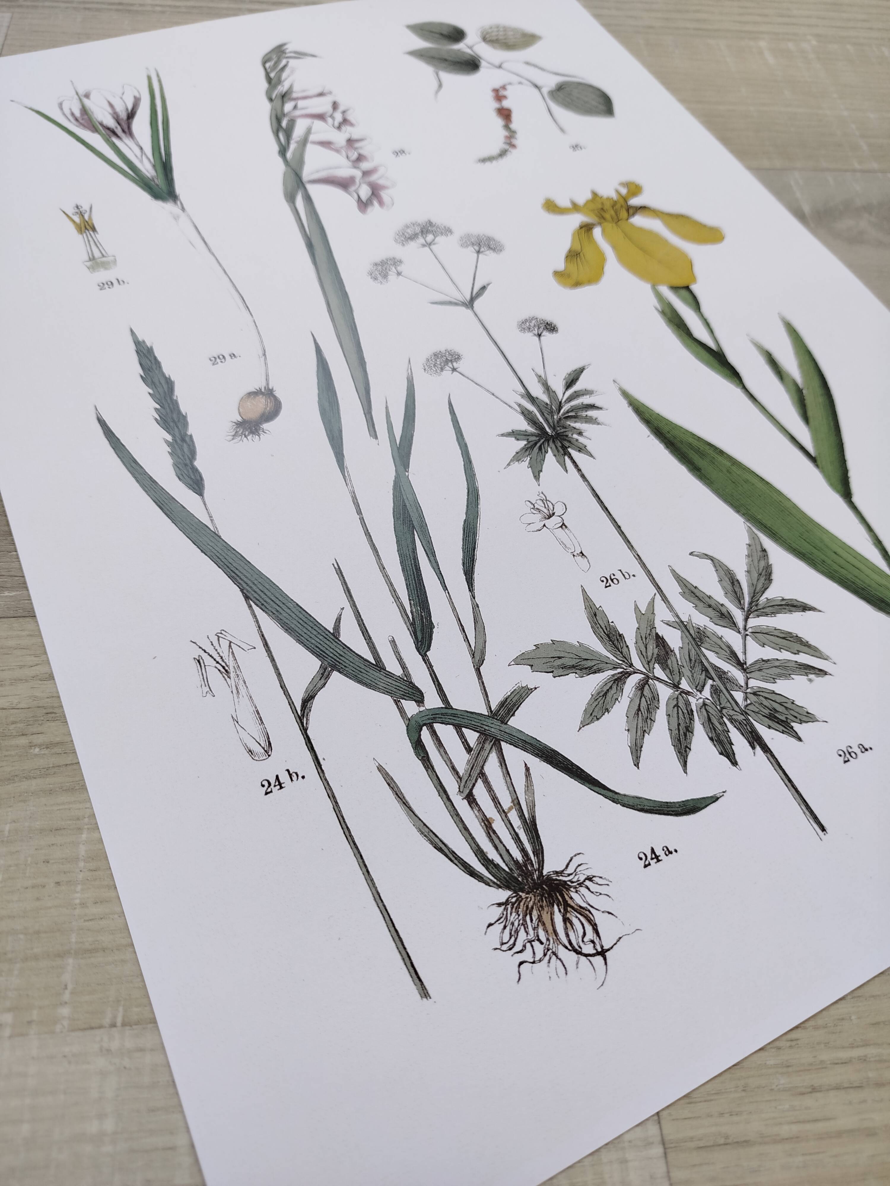 Plant poster based on an 1881 engraving "iris"
