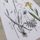 Plant poster based on an 1881 engraving "iris"