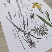 Affiche sur les plantes d'après une gravure de 1881 "iris"
