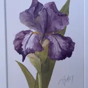 Duo d’aquarelles de Cecil Romey
