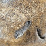 A substantial hand-hewn wooden bowl carved from a single burl section