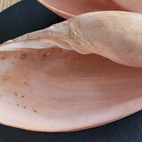 Set of 2 Cymbium Shells