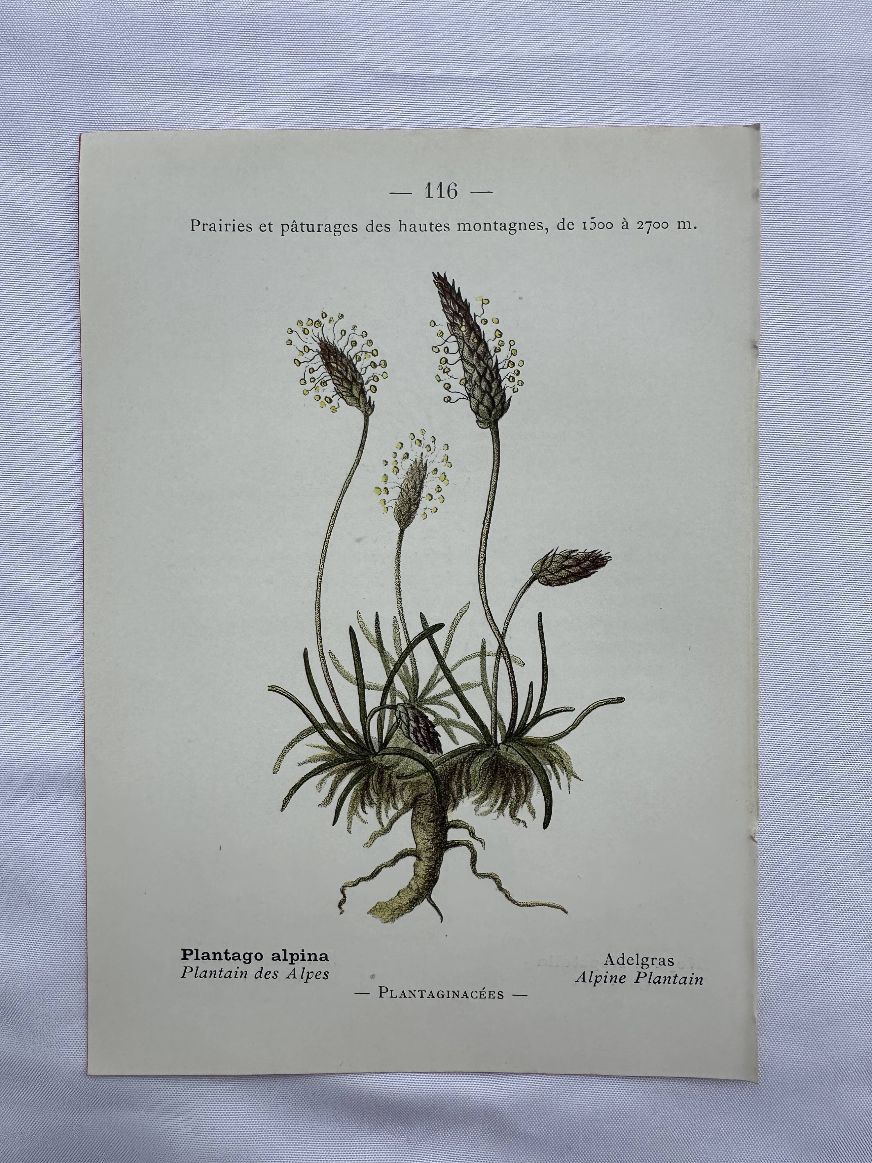 Gravure botanique planche naturaliste fleur France
