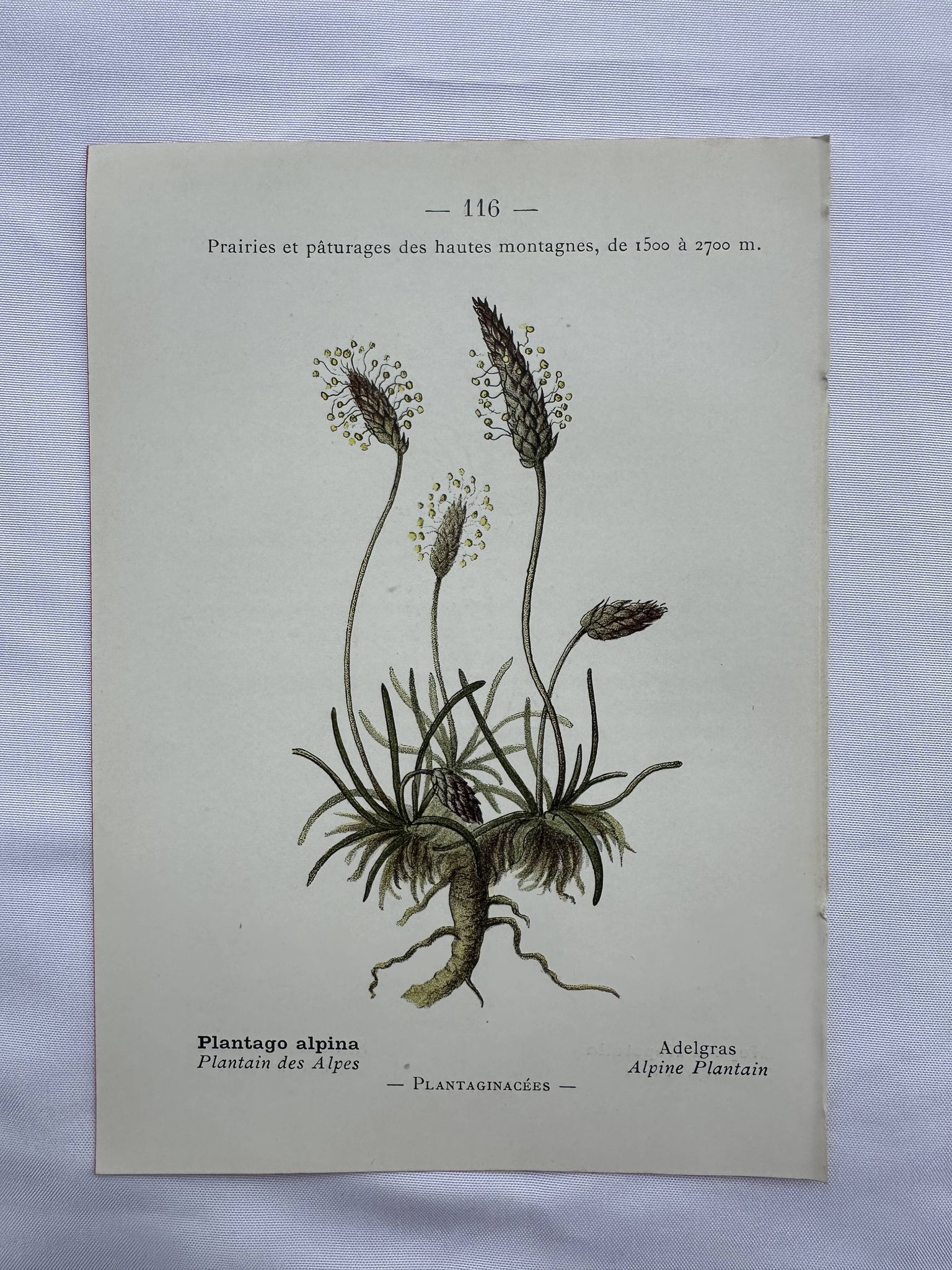Gravure botanique planche naturaliste fleur France