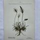 Gravure botanique planche naturaliste fleur France