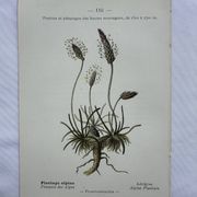 Gravure botanique planche naturaliste fleur France
