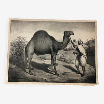 Zoological school poster representing a camel