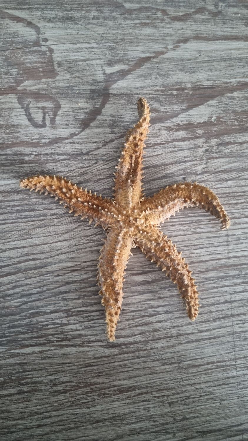 Natural ancient starfish large size