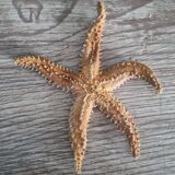 Natural ancient starfish large size