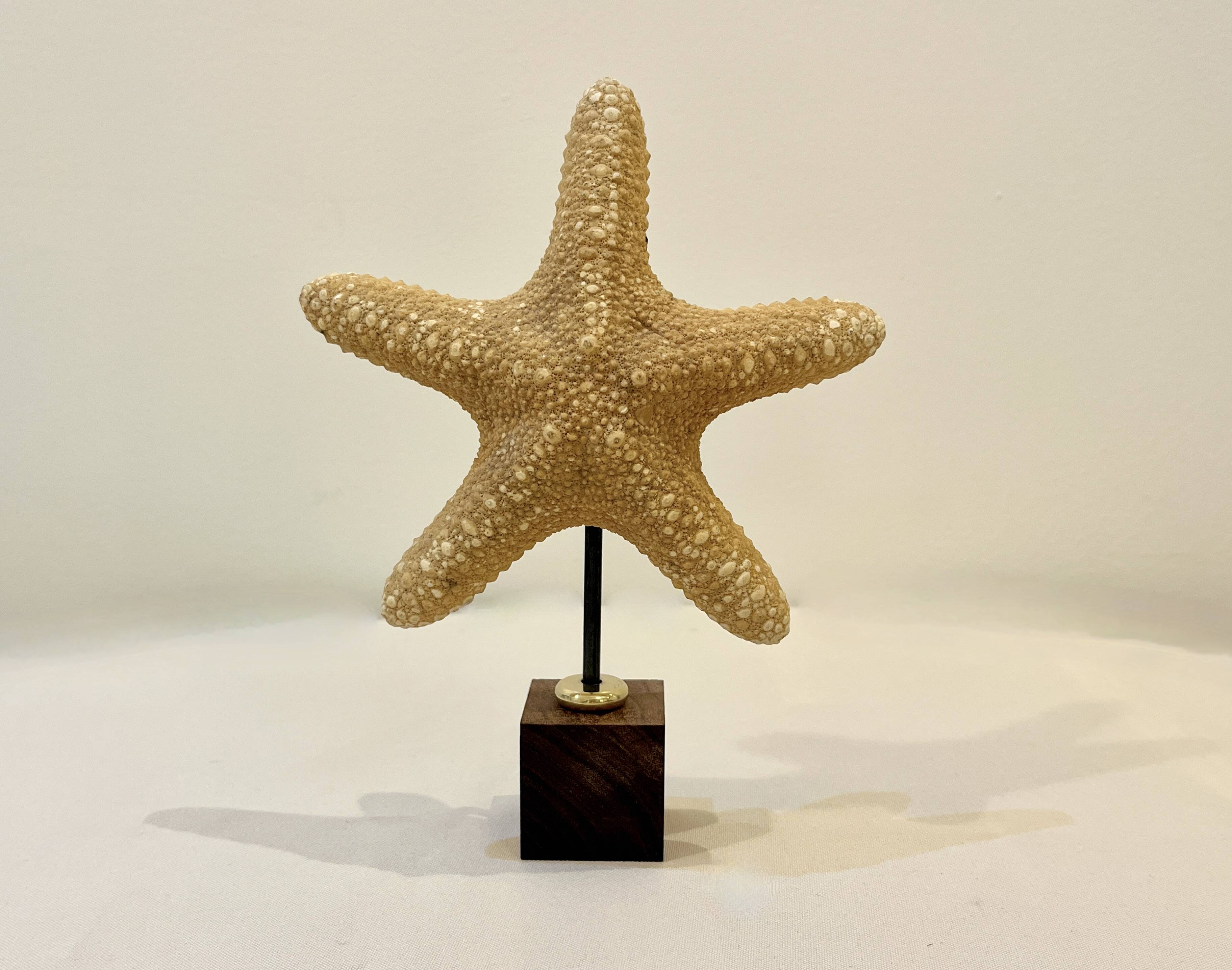 Étoile de mer naturelle ancienne sur socle en bois cabinet de curiosités coquillage