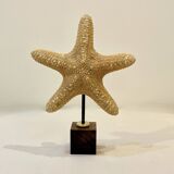 Old natural starfish on wooden base cabinet of curiosities shell