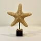 Étoile de mer naturelle ancienne sur socle en bois cabinet de curiosités coquillage