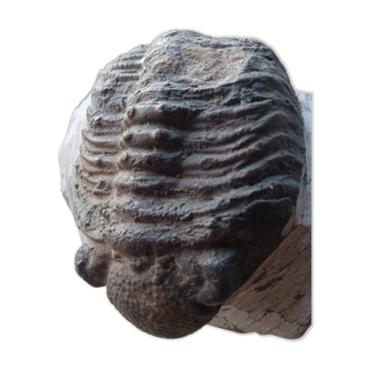 Fossiles de trilobites