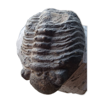 Trilobite fossil