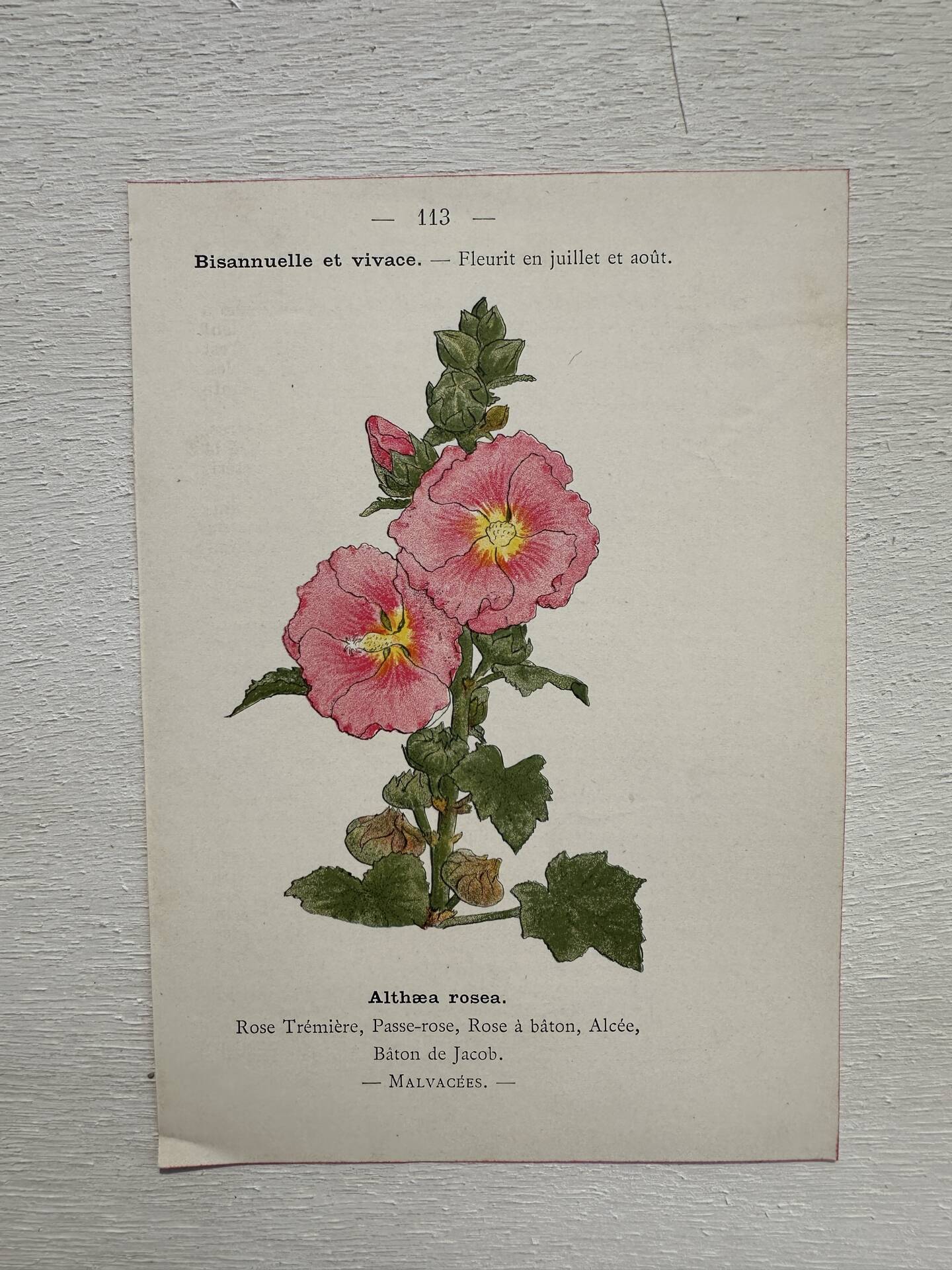 Botanical Plate 1800 Old Naturalist Engraving 19th Century Double-Sided