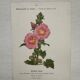 Botanical Plate 1800 Old Naturalist Engraving 19th Century Double-Sided
