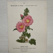 Planche Botanique 1800 Gravure naturaliste ancienne 19eme recto verso