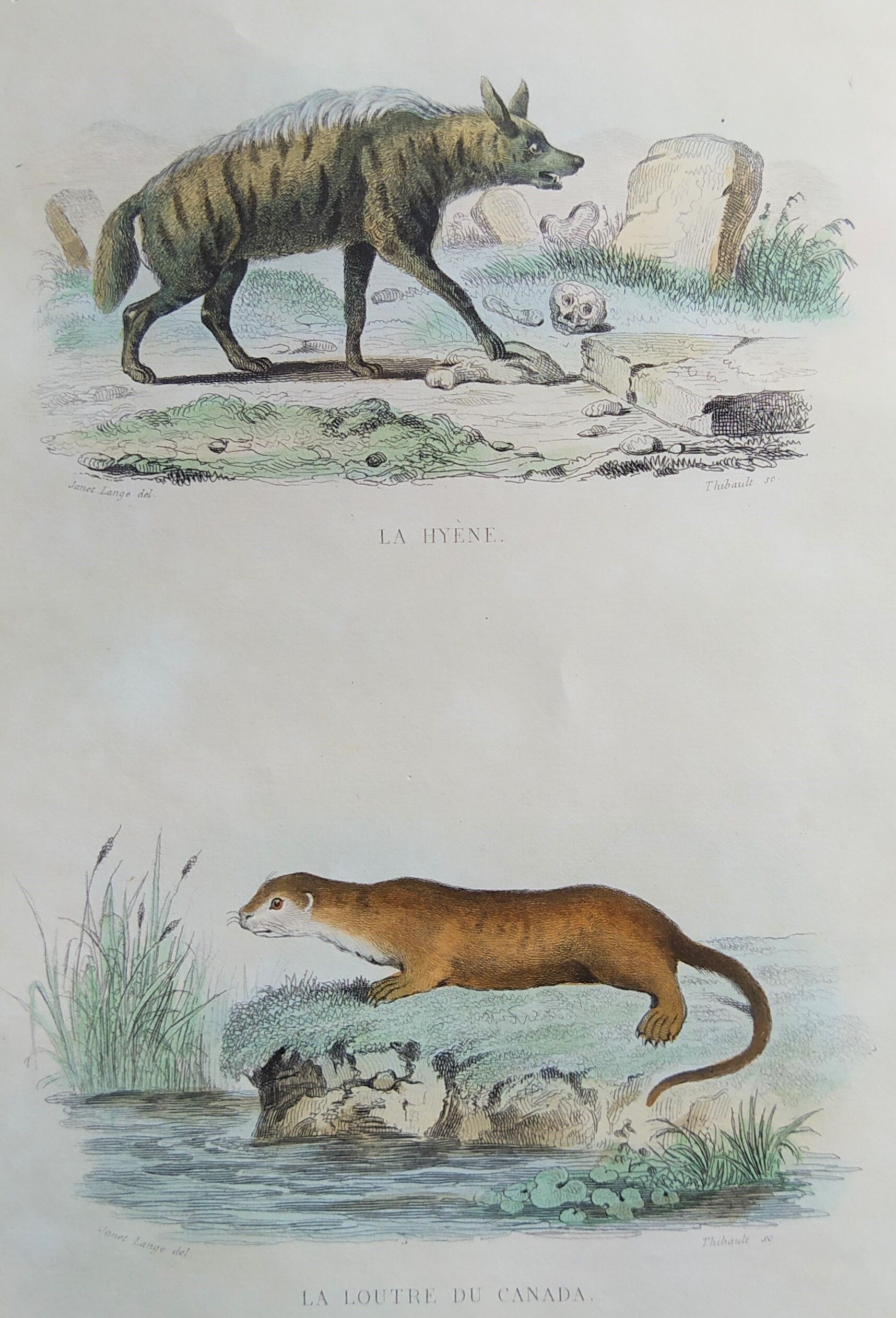 Original Zoological Board "Hyena - Otter of Canada" Buffon 1840