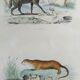 Planche zoologique originale " Hyène & Loutre du Canada " Buffon 1840