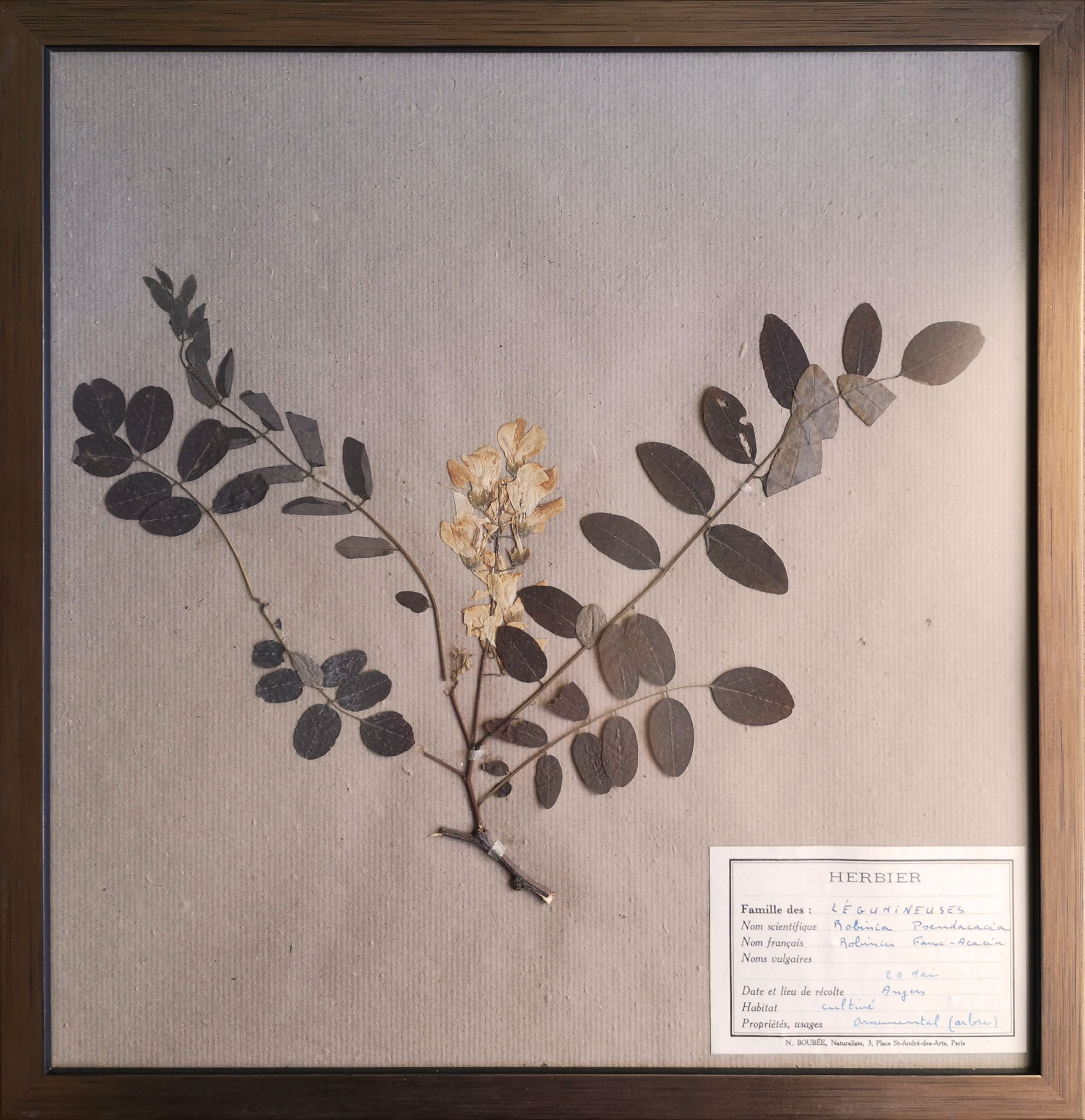 Framed vintage herbariums, decoration, copper frame