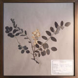 Framed vintage herbariums, decoration, copper frame