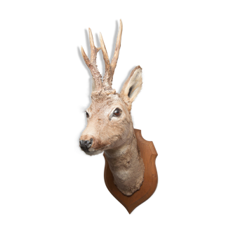 Deer head - hunting trophy