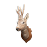 Deer head - hunting trophy