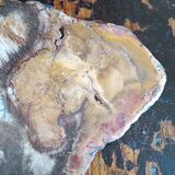 Fossil wood slice
