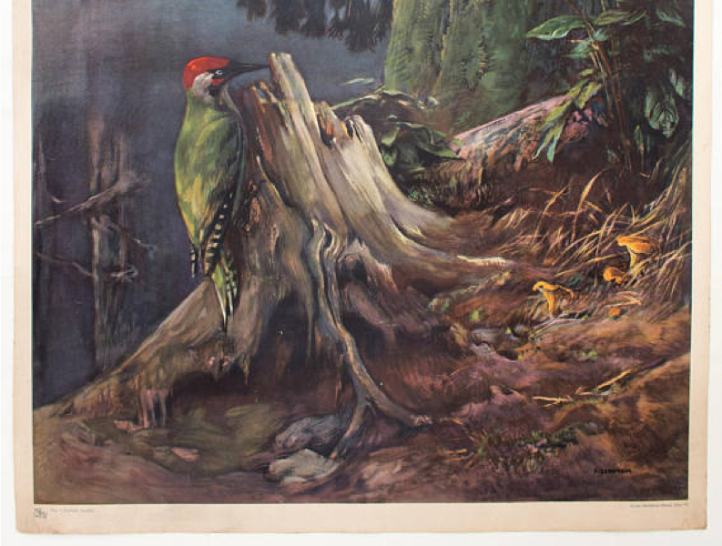 Pic, grille éducatif, F. Zerritsch, 1954